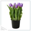 Live Beautiful Flowering Tulip - Purple (4 Plants Per Pack) - Healthy Spring Bulbs - Ships Dormant in 1 Pint Pot - Image 9