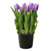 Live Beautiful Flowering Tulip - Purple (4 Plants Per Pack) - Healthy Spring Bulbs - Ships Dormant in 1 Pint Pot - Image 8