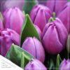 Live Beautiful Flowering Tulip - Purple (4 Plants Per Pack) - Healthy Spring Bulbs - Ships Dormant in 1 Pint Pot - Image 7