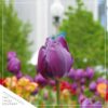 Live Beautiful Flowering Tulip - Purple (4 Plants Per Pack) - Healthy Spring Bulbs - Ships Dormant in 1 Pint Pot - Image 6