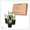 Live Beautiful Flowering Tulip - Purple (4 Plants Per Pack) - Healthy Spring Bulbs - Ships Dormant in 1 Pint Pot - Image 12