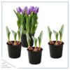 Live Beautiful Flowering Tulip - Purple (4 Plants Per Pack) - Healthy Spring Bulbs - Ships Dormant in 1 Pint Pot - Image 13