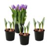 Live Beautiful Flowering Tulip - Purple (4 Plants Per Pack) - Healthy Spring Bulbs - Ships Dormant in 1 Pint Pot - Image 14
