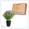 Live Bee Balm (Monarda) - Purple - Attracts Butterflies and Hummingbirds - Natural Pollinator - 10" Tall by 6" Wide in 2.5 Qt Pot - Image 4