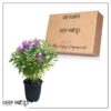 Live Bee Balm (Monarda) - Purple - Attracts Butterflies and Hummingbirds - Natural Pollinator - 10" Tall by 6" Wide in 2.5 Qt Pot - Image 9