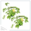 Live Citronella (2 Plants Per Pack) - Wards Off Pests - Healthy and Fragrant - 12" Tall by 6" Wide in 1.5 Qt Pot