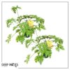Live Citronella (2 Plants Per Pack) - Wards Off Pests - Healthy and Fragrant - 12" Tall by 6" Wide in 1.5 Qt Pot - Image 3