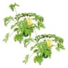 Live Citronella (2 Plants Per Pack) - Wards Off Pests - Healthy and Fragrant - 12" Tall by 6" Wide in 1.5 Qt Pot - Image 2
