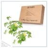 Live Citronella (2 Plants Per Pack) - Wards Off Pests - Healthy and Fragrant - 12" Tall by 6" Wide in 1.5 Qt Pot - Image 5