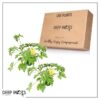 Live Citronella (2 Plants Per Pack) - Wards Off Pests - Healthy and Fragrant - 12" Tall by 6" Wide in 1.5 Qt Pot - Image 6