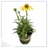 Live Coneflower - Yellow - Beautiful Vibrant Perennial - Healthy Plant - 14" Tall by 6" Wide in 2.5 Qt Pot - Image 4
