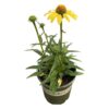 Live Coneflower - Yellow - Beautiful Vibrant Perennial - Healthy Plant - 14" Tall by 6" Wide in 2.5 Qt Pot