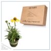 Live Coneflower - Yellow - Beautiful Vibrant Perennial - Healthy Plant - 14" Tall by 6" Wide in 2.5 Qt Pot - Image 3