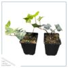 Live Evergreen Perennial - English Ivy - 2 Plants Per Pack - Beautiful Groundcover - 6" Tall by 4" Wide in 1 Pint Pot - Image 2