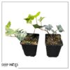 Live Evergreen Perennial - English Ivy - 2 Plants Per Pack - Beautiful Groundcover - 6" Tall by 4" Wide in 1 Pint Pot - Image 7