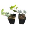 Live Evergreen Perennial - English Ivy - 2 Plants Per Pack - Beautiful Groundcover - 6" Tall by 4" Wide in 1 Pint Pot