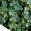 Live Evergreen Perennial - English Ivy - 2 Plants Per Pack - Beautiful Groundcover - 6" Tall by 4" Wide in 1 Pint Pot - Image 3