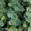 Live Evergreen Perennial - English Ivy - 2 Plants Per Pack - Beautiful Groundcover - 6" Tall by 4" Wide in 1 Pint Pot - Image 8