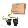 Live Evergreen Perennial - English Ivy - 2 Plants Per Pack - Beautiful Groundcover - 6" Tall by 4" Wide in 1 Pint Pot - Image 5