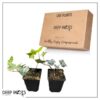 Live Evergreen Perennial - English Ivy - 2 Plants Per Pack - Beautiful Groundcover - 6" Tall by 4" Wide in 1 Pint Pot - Image 11
