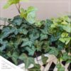 Live Evergreen Perennial - English Ivy - 2 Plants Per Pack - Beautiful Groundcover - 6" Tall by 4" Wide in 1 Pint Pot - Image 6