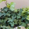 Live Evergreen Perennial - English Ivy - 2 Plants Per Pack - Beautiful Groundcover - 6" Tall by 4" Wide in 1 Pint Pot - Image 10