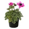 Live Anemone (Windflower) - Orchid - Beautiful Upright Perennial - Healthy Spring Plant - 12" Tall by 6" Wide in 2.5 Qt Pot - Image 2