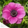 Live Anemone (Windflower) - Orchid - Beautiful Upright Perennial - Healthy Spring Plant - 12" Tall by 6" Wide in 2.5 Qt Pot - Image 3