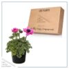 Live Anemone (Windflower) - Orchid - Beautiful Upright Perennial - Healthy Spring Plant - 12" Tall by 6" Wide in 2.5 Qt Pot - Image 5