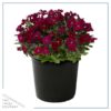 Live Aubrieta (Rock Cress) - Red - Beautiful Creeping/Trailing Perennial - Healthy Spring Plant - 10" Tall by 6" Wide in 2.5 Qt Pot
