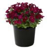 Live Aubrieta (Rock Cress) - Red - Beautiful Creeping/Trailing Perennial - Healthy Spring Plant - 10" Tall by 6" Wide in 2.5 Qt Pot - Image 2