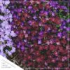 Live Aubrieta (Rock Cress) - Red - Beautiful Creeping/Trailing Perennial - Healthy Spring Plant - 10" Tall by 6" Wide in 2.5 Qt Pot - Image 3