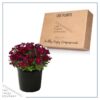 Live Aubrieta (Rock Cress) - Red - Beautiful Creeping/Trailing Perennial - Healthy Spring Plant - 10" Tall by 6" Wide in 2.5 Qt Pot - Image 5