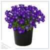 Live Aubrieta (Rock Cress) - Violet - Beautiful Creeping/Trailing Perennial - Healthy Spring Plant - 10" Tall by 6" Wide in 2.5 Qt Pot