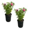 Live Flowering Bee Balm - Balmy Pink (2 Plants Per Pack), Pollinator - Attracts Butterflies, 10" Tall by 4" Wide in 1 Qt Pot