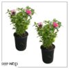 Live Flowering Bee Balm - Balmy Pink (2 Plants Per Pack), Pollinator - Attracts Butterflies, 10" Tall by 4" Wide in 1 Qt Pot - Image 2