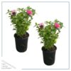 Live Flowering Bee Balm - Balmy Pink (2 Plants Per Pack), Pollinator - Attracts Butterflies, 10" Tall by 4" Wide in 1 Qt Pot - Image 3