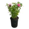 Live Flowering Bee Balm - Balmy Pink (2 Plants Per Pack), Pollinator - Attracts Butterflies, 10" Tall by 4" Wide in 1 Qt Pot - Image 4