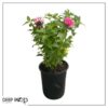 Live Flowering Bee Balm - Balmy Pink (2 Plants Per Pack), Pollinator - Attracts Butterflies, 10" Tall by 4" Wide in 1 Qt Pot - Image 5
