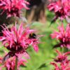 Live Flowering Bee Balm - Balmy Pink (2 Plants Per Pack), Pollinator - Attracts Butterflies, 10" Tall by 4" Wide in 1 Qt Pot - Image 7