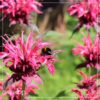 Live Flowering Bee Balm - Balmy Pink (2 Plants Per Pack), Pollinator - Attracts Butterflies, 10" Tall by 4" Wide in 1 Qt Pot - Image 8