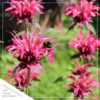 Live Flowering Bee Balm - Balmy Pink (2 Plants Per Pack), Pollinator - Attracts Butterflies, 10" Tall by 4" Wide in 1 Qt Pot - Image 9
