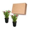 Live Flowering Bee Balm - Balmy Pink (2 Plants Per Pack), Pollinator - Attracts Butterflies, 10" Tall by 4" Wide in 1 Qt Pot - Image 13