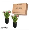 Live Flowering Bee Balm - Balmy Pink (2 Plants Per Pack), Pollinator - Attracts Butterflies, 10" Tall by 4" Wide in 1 Qt Pot - Image 14