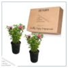 Live Flowering Bee Balm - Balmy Pink (2 Plants Per Pack), Pollinator - Attracts Butterflies, 10" Tall by 4" Wide in 1 Qt Pot - Image 15