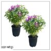 Live Flowering Bee Balm - Balmy Purple (2 Plants Per Pack), Pollinator - Attracts Butterflies, 10" Tall by 4" Wide in 1 Qt Pot - Image 2