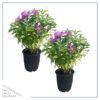 Live Flowering Bee Balm - Balmy Purple (2 Plants Per Pack), Pollinator - Attracts Butterflies, 10" Tall by 4" Wide in 1 Qt Pot - Image 3