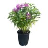 Live Flowering Bee Balm - Balmy Purple (2 Plants Per Pack), Pollinator - Attracts Butterflies, 10" Tall by 4" Wide in 1 Qt Pot - Image 4