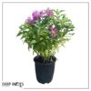 Live Flowering Bee Balm - Balmy Purple (2 Plants Per Pack), Pollinator - Attracts Butterflies, 10" Tall by 4" Wide in 1 Qt Pot - Image 5