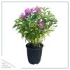 Live Flowering Bee Balm - Balmy Purple (2 Plants Per Pack), Pollinator - Attracts Butterflies, 10" Tall by 4" Wide in 1 Qt Pot - Image 6